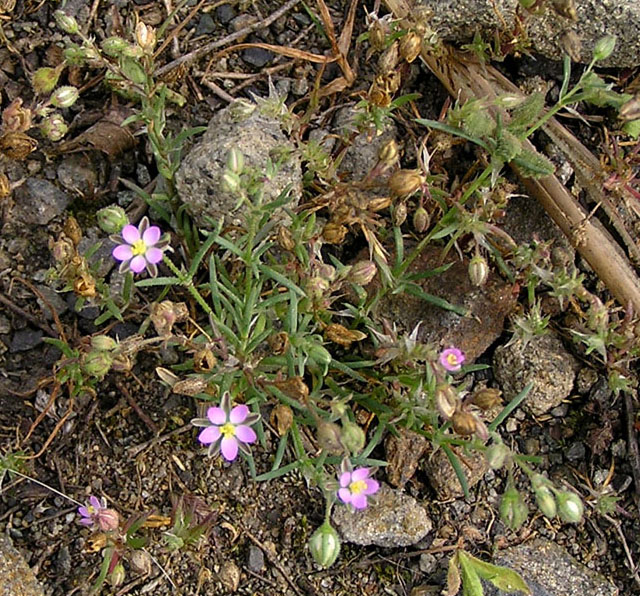 Изображение особи Spergularia rubra.