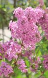 Syringa persica
