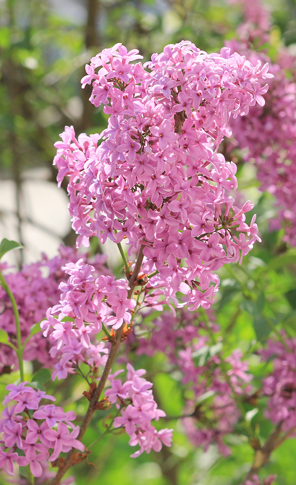 Изображение особи Syringa persica.