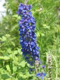 Delphinium dictyocarpum. Соцветие. Восточный Казахстан, г. Усть-Каменогорск, сопки на левом берегу р. Иртыш. 10.07.2005.