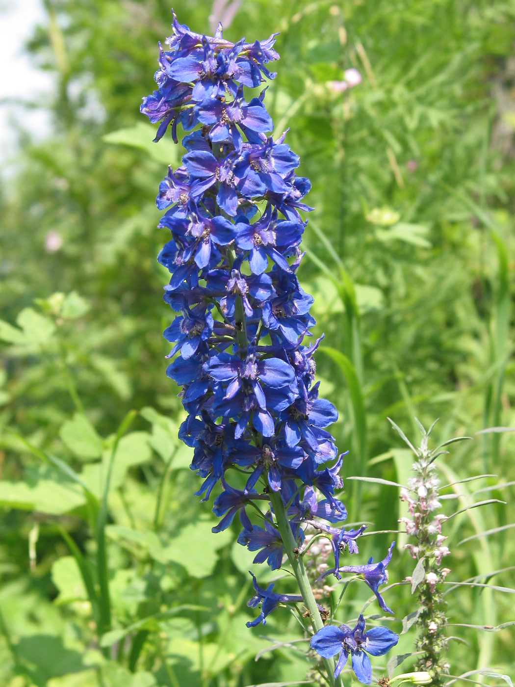 Изображение особи Delphinium dictyocarpum.