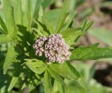 Valeriana dubia. Нераспустившееся соцветие (вид сверху). Восточный Казахстан, Глубоковский р-н, окр. с. Тарханка, сопка. 14.05.2013.