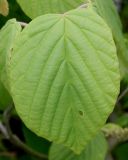 Corylopsis sinensis