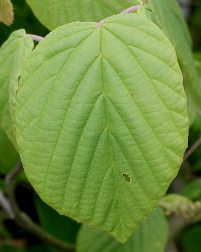 Изображение особи Corylopsis sinensis.