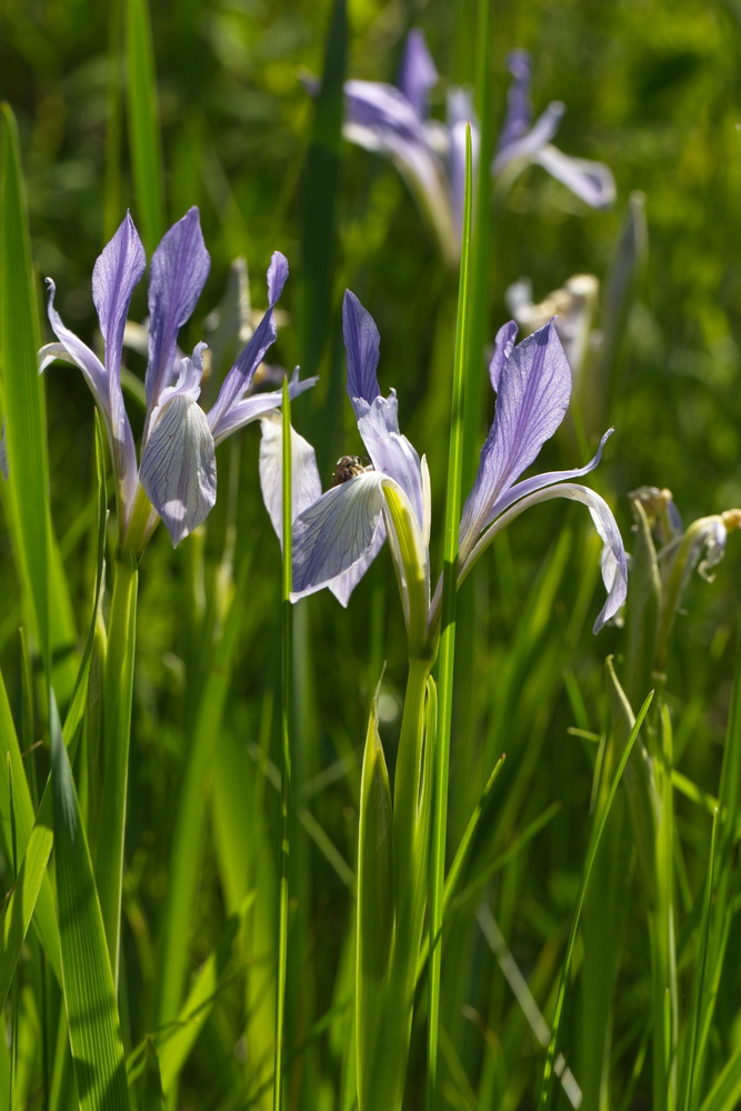 Изображение особи Iris lactea.