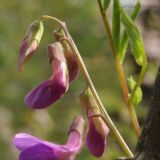 Lathyrus humilis