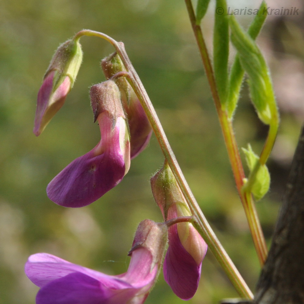 Image of Lathyrus humilis specimen.