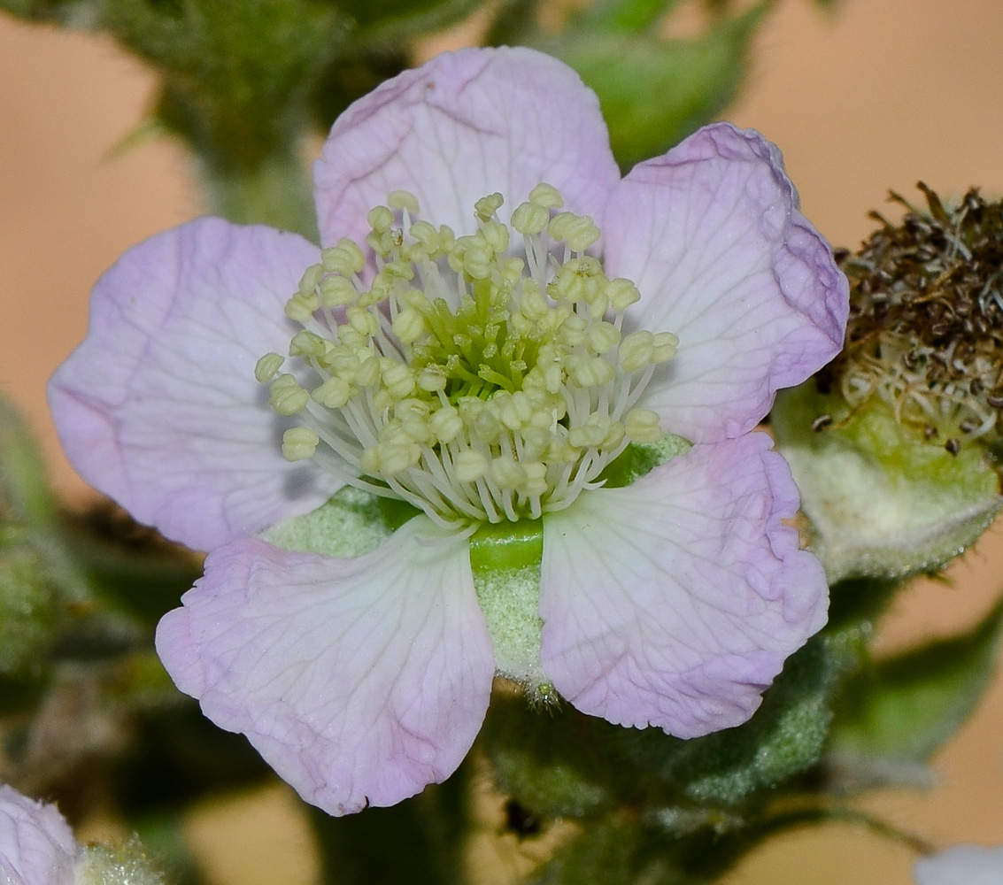 Изображение особи Rubus canescens.
