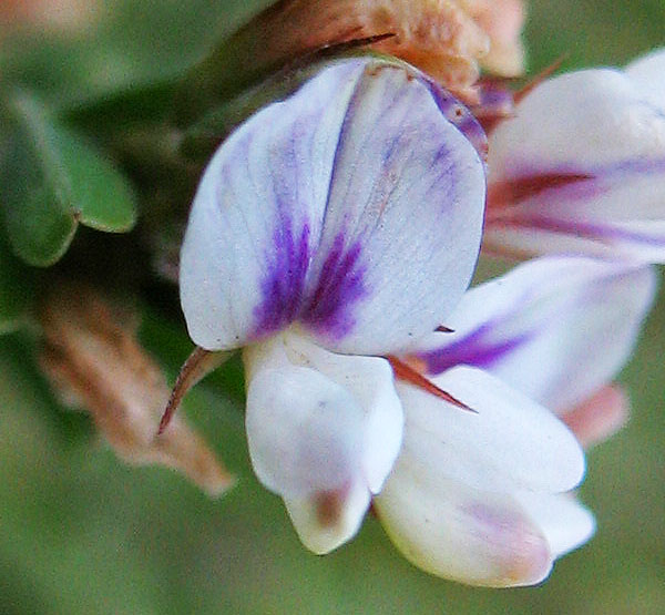 Изображение особи Lespedeza juncea.