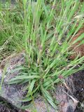 Dianthus superbus