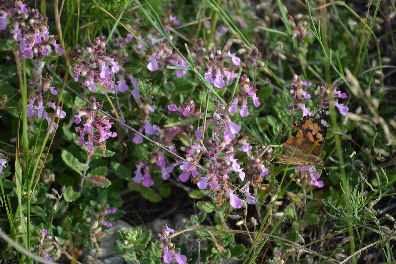 Изображение особи Teucrium chamaedrys.