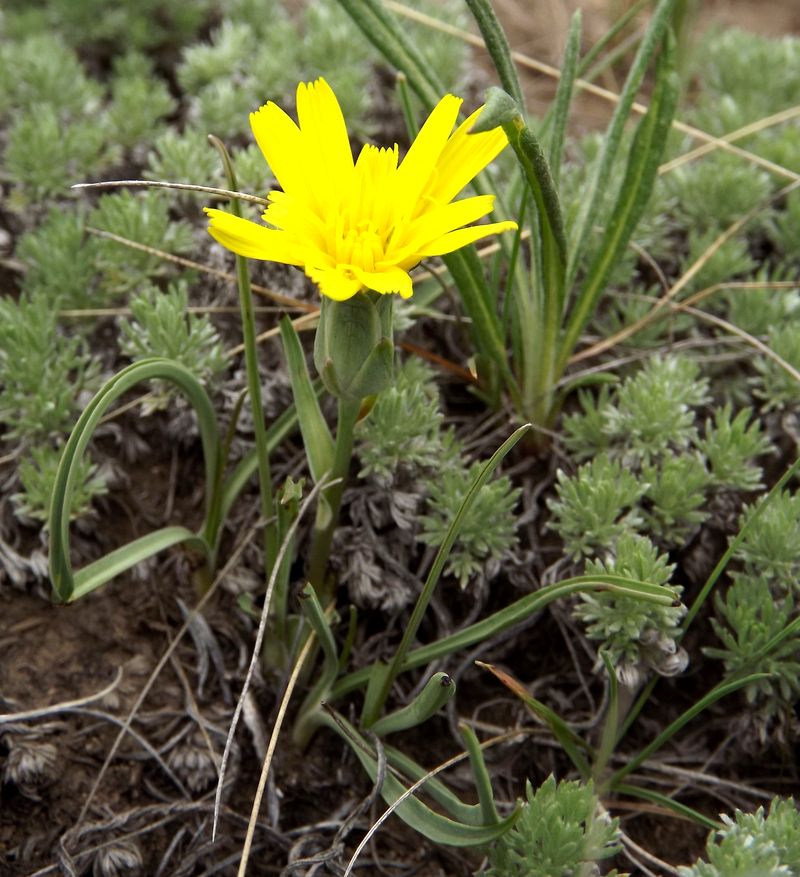 Image of Scorzonera austriaca specimen.