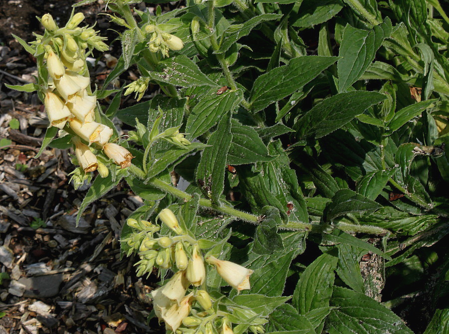 Image of Digitalis grandiflora specimen.