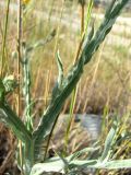 Centaurea solstitialis