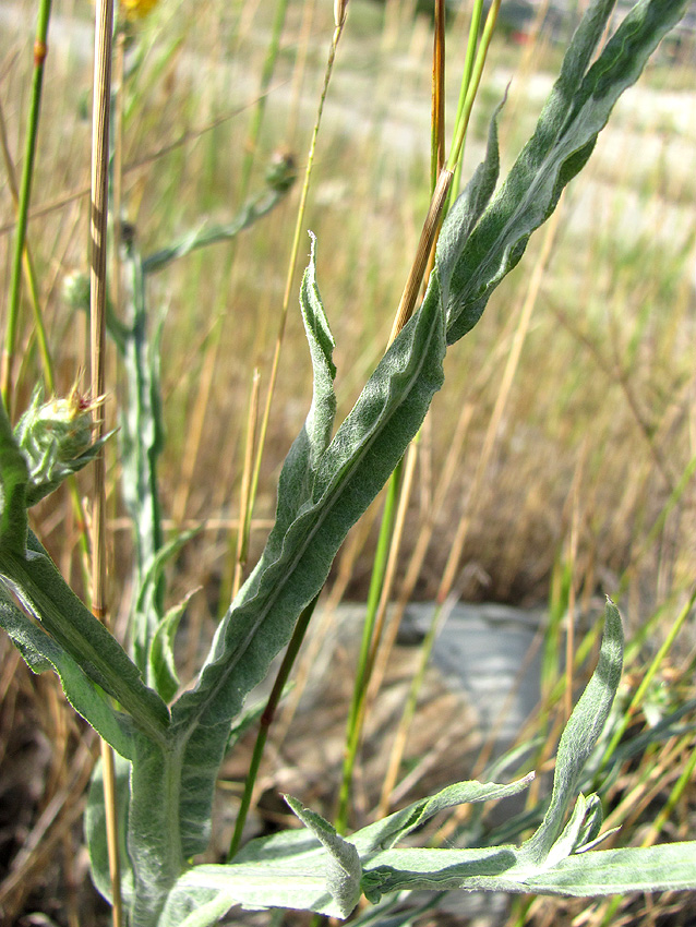 Изображение особи Centaurea solstitialis.