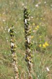 Asphodeline taurica