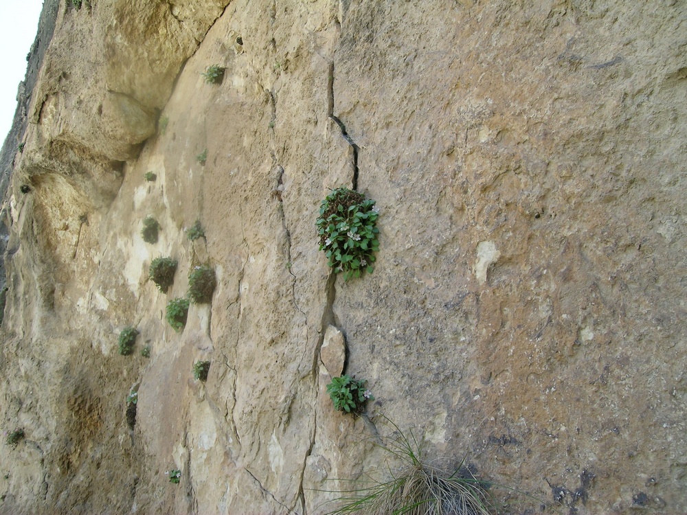 Image of Nathaliella alaica specimen.