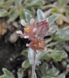 Potentilla deorum