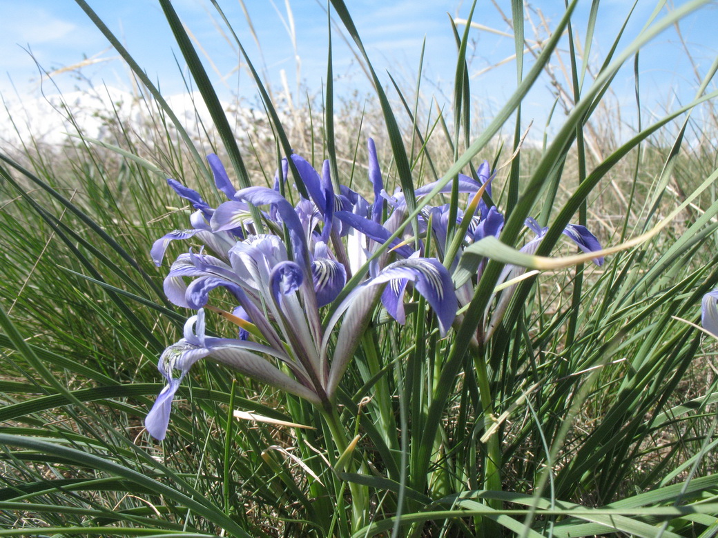 Image of Iris loczyi specimen.