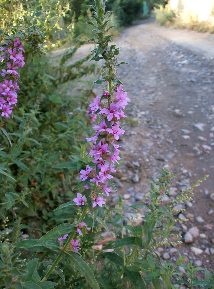 Image of Lythrum tomentosum specimen.