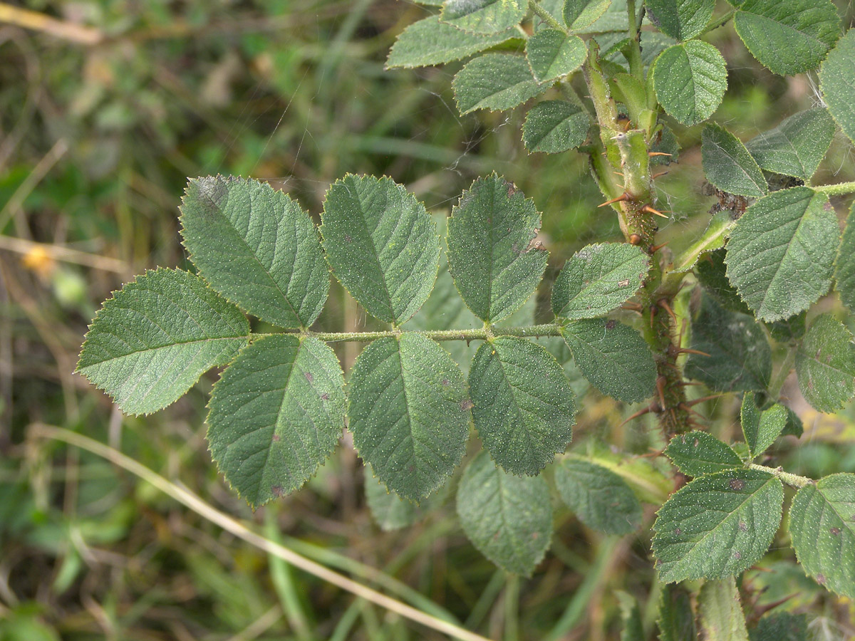 Изображение особи Rosa pulverulenta.