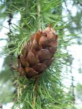 Larix sibirica. Часть ветви с шишкой. Санкт-Петербург, Выборгский р-н, просп. Энгельса, в культуре. 19.08.2014.