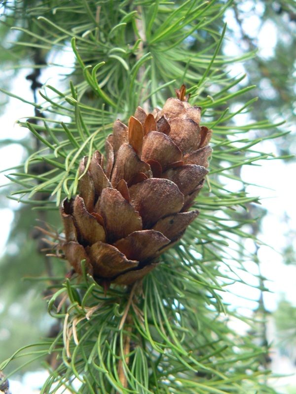 Image of Larix sibirica specimen.