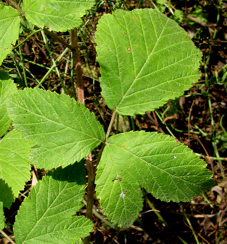 Image of Rubus canescens specimen.