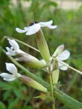 Saponaria officinalis