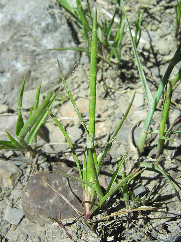 Изображение особи Monerma cylindrica.