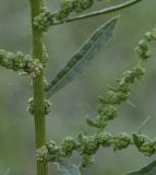 Image of taxon representative. Author is Роланд Цандекидис