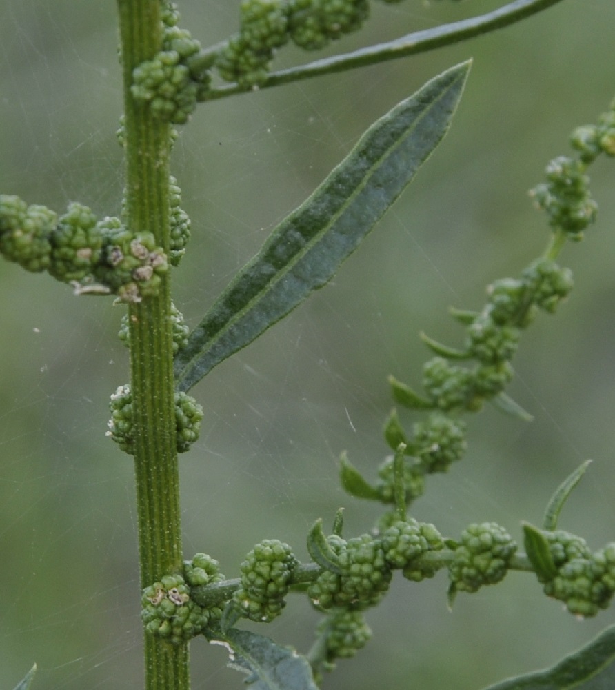 Image of genus Chenopodium specimen.