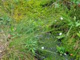 Eriophorum vaginatum