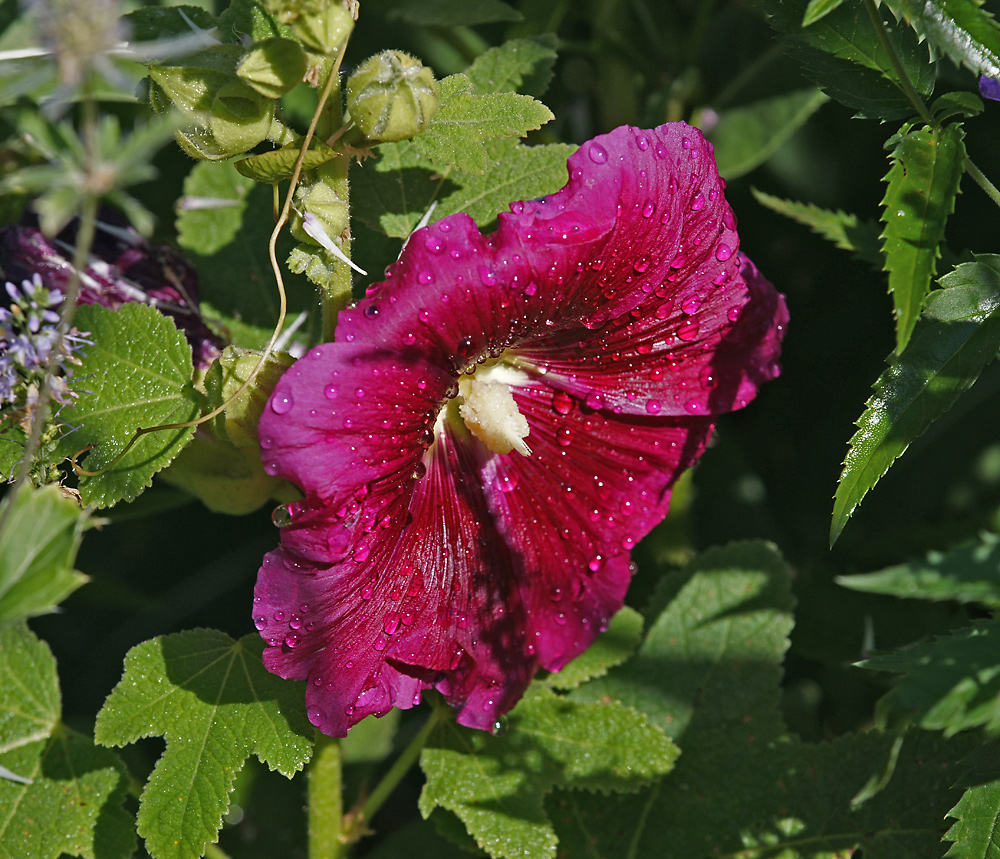 Image of Alcea rosea specimen.