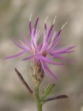 Centaurea lavrenkoana. Соцветие. Западный Крым, п-ов Тарханкут, ур. Джангуль, известняковый берег моря. 09.07.2017.