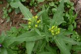 Erysimum cheiranthoides