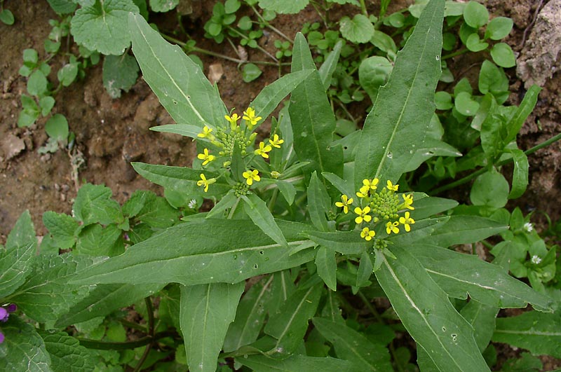 Image of Erysimum cheiranthoides specimen.