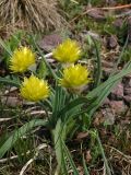 Allium semenowii