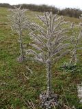 Echium biebersteinii