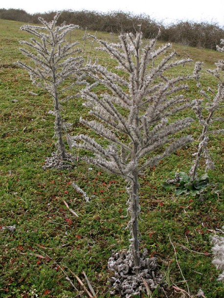 Image of Echium biebersteinii specimen.