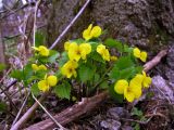 Viola uniflora