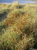 Eryngium campestre
