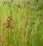 Schoenoplectus lacustris