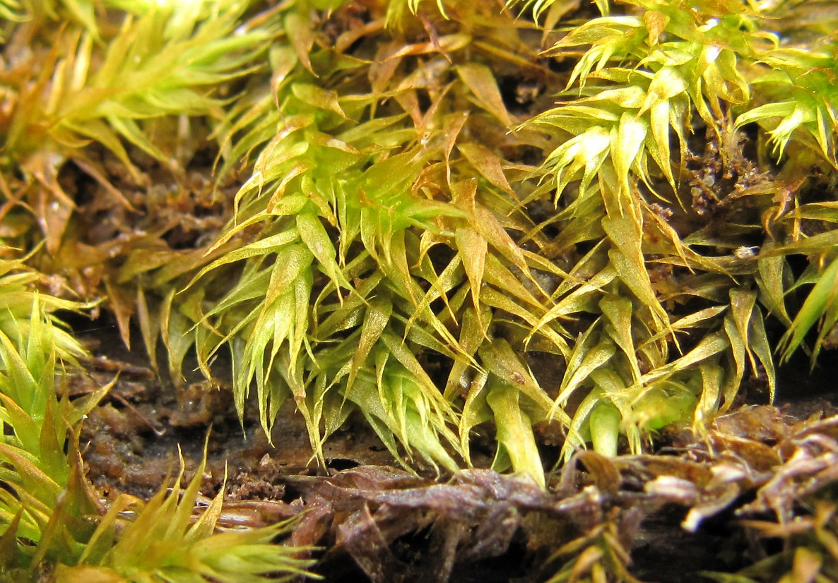 Image of Leptodictyum riparium specimen.
