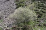 Padellus mahaleb. Цветущее растение. Южный Казахстан, горы Алатау, Скалистое ущелье. 27.04.2014.