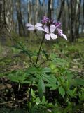 Cardamine quinquefolia