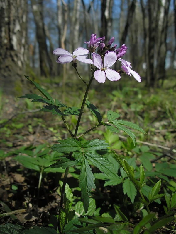 Изображение особи Cardamine quinquefolia.