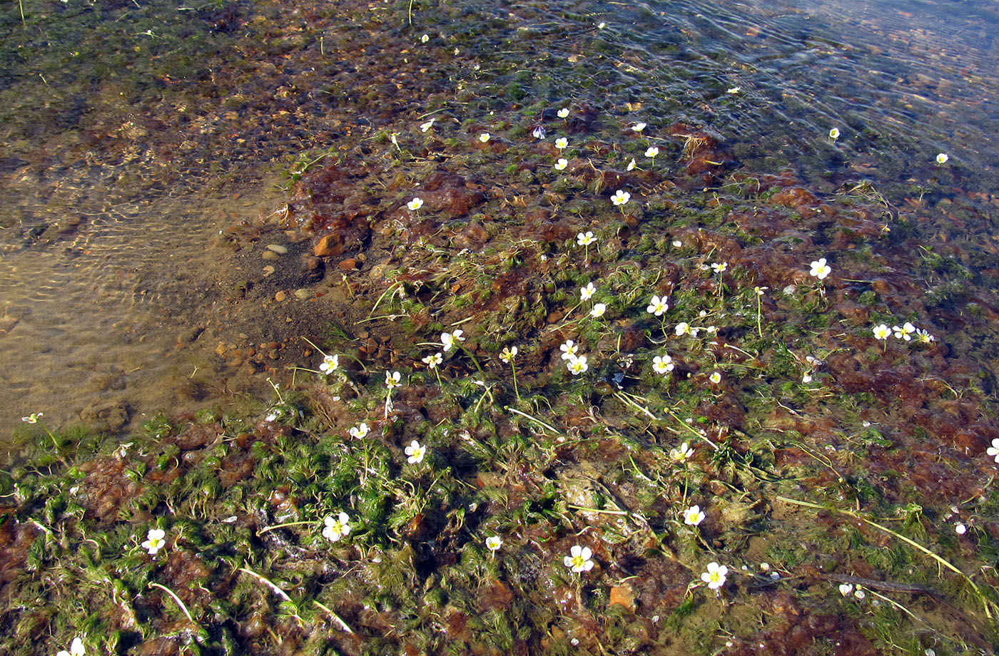 Image of Ranunculus ashibetsuensis specimen.