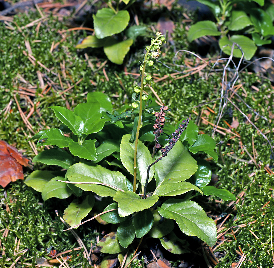 Image of Orthilia secunda specimen.