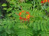 Caesalpinia pulcherrima. Верхушка побега с соцветием. Таиланд, остров Тао. 28.06.2013.